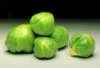 sprouts.jpg