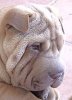 shar-pei.jpg