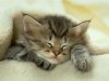 kitten_sleeping.jpg