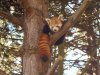 red panda resized.jpg