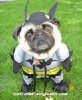 batdog.jpg