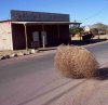 tumbleweed_sized.jpg