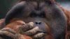 primate_intro_orangutans.jpg