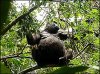 pregnant-gorilla.jpg