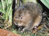 water vole.jpg